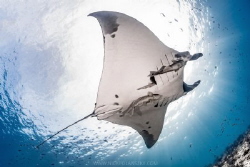 Giant Pacific Manta glides overhead at La Reina by Nick Polanszky 